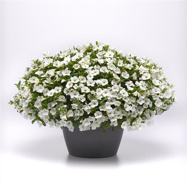 PLANT NAME Container