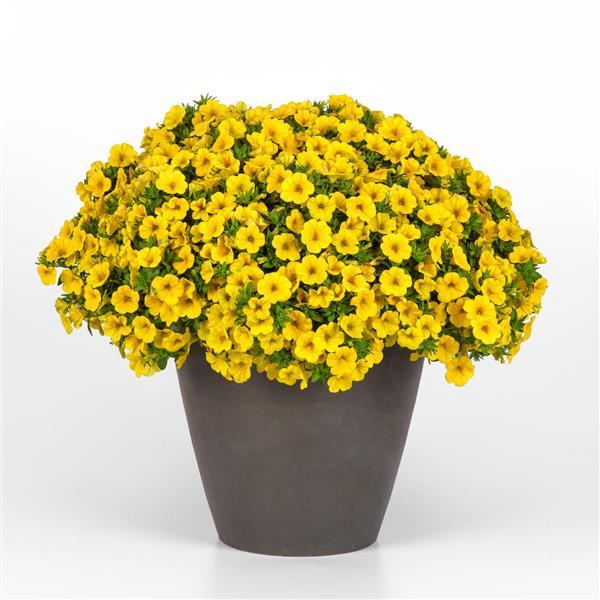 PLANT NAME Container
