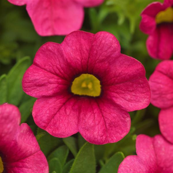 Calibrachoa Cabaret Hot Pink 26 - Bloom