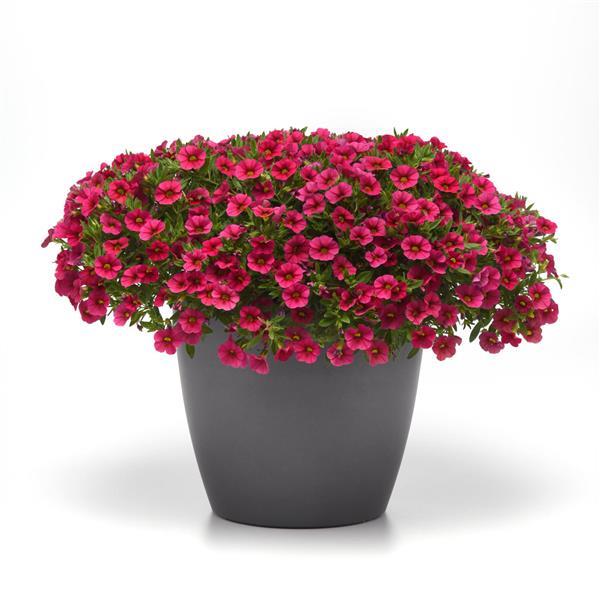 PLANT NAME Container