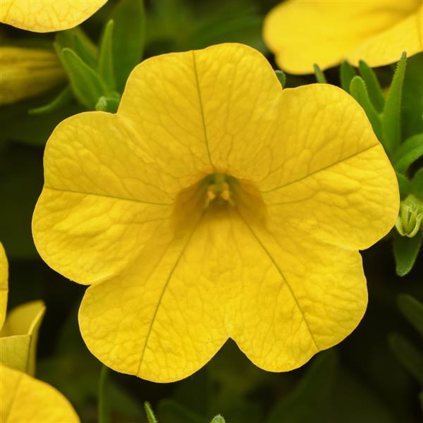 PLANT NAME Bloom