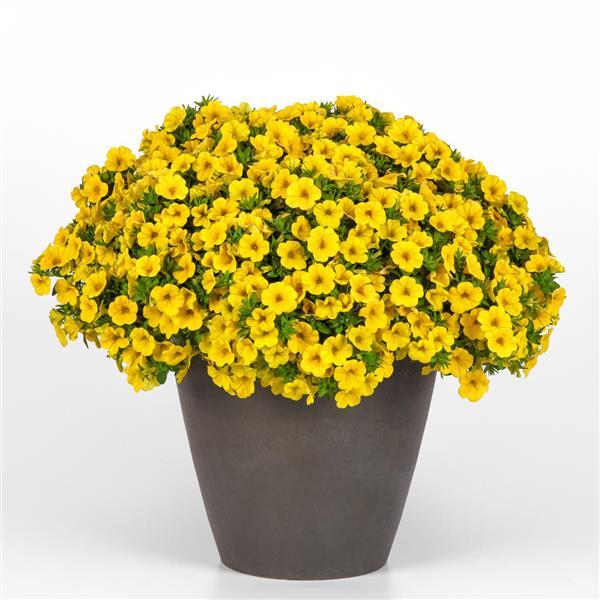 PLANT NAME Container
