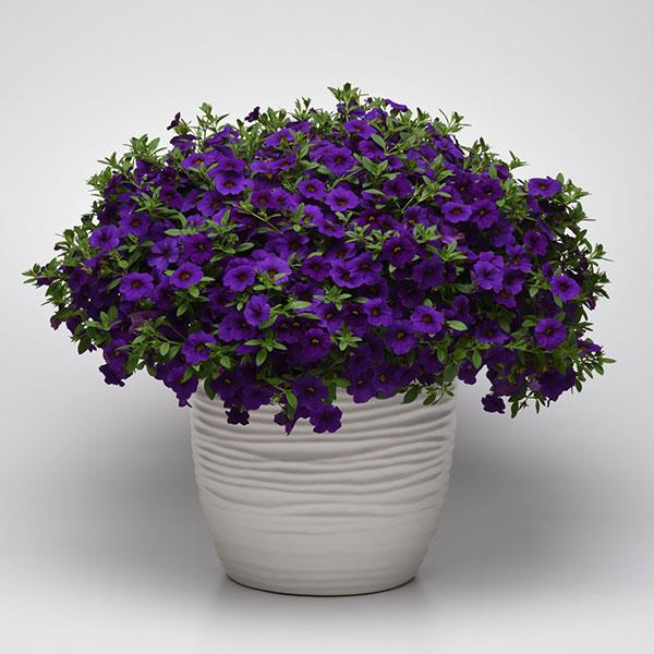 PLANT NAME Container