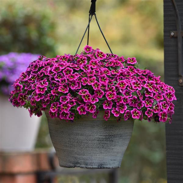 PLANT NAME Basket
