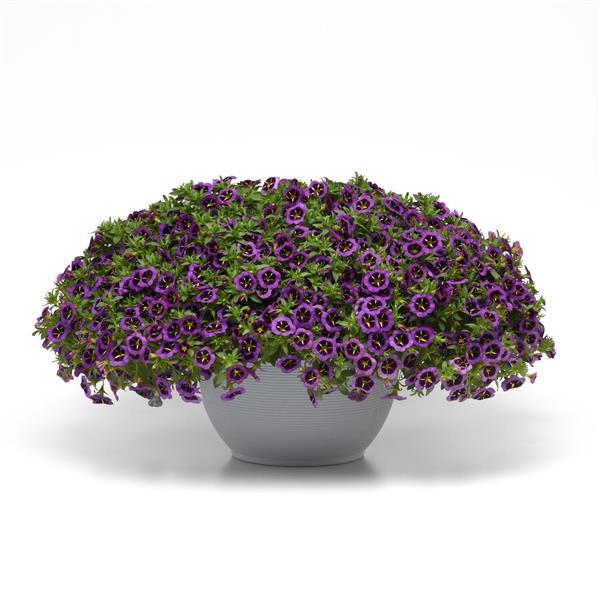PLANT NAME Container