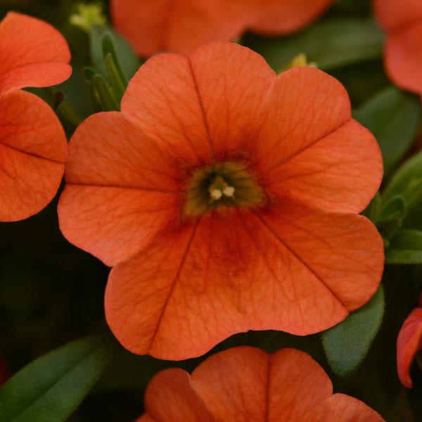 PLANT NAME Bloom