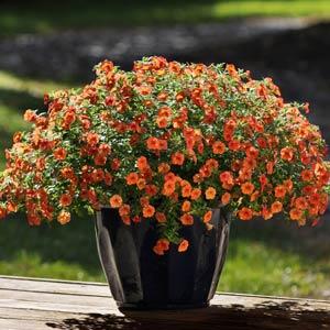 PLANT NAME Container