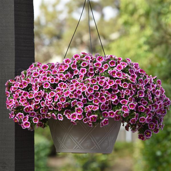 PLANT NAME Basket