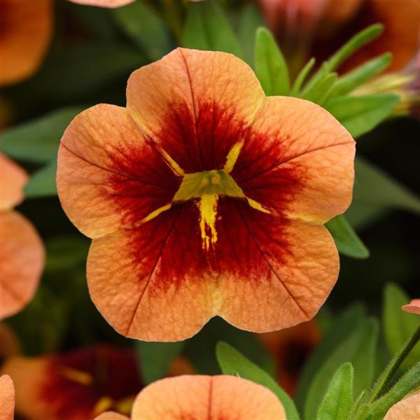 PLANT NAME Bloom