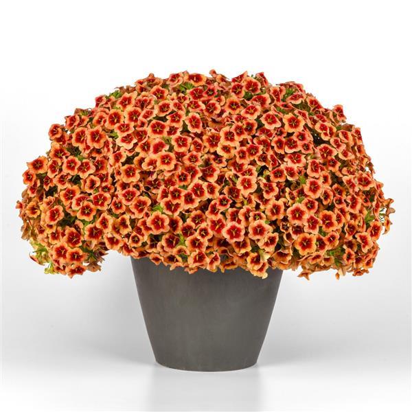 PLANT NAME Container