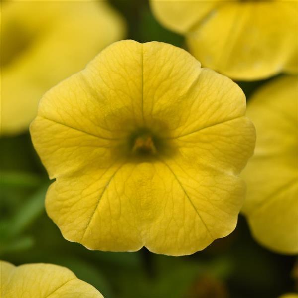 PLANT NAME Bloom