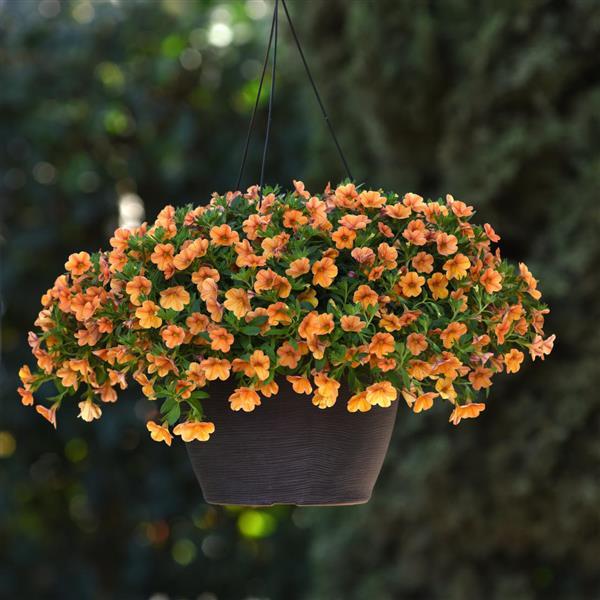 PLANT NAME Basket