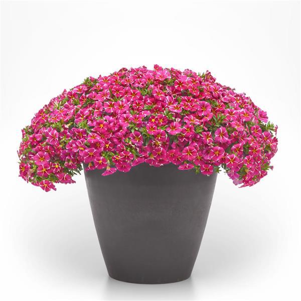 PLANT NAME Container