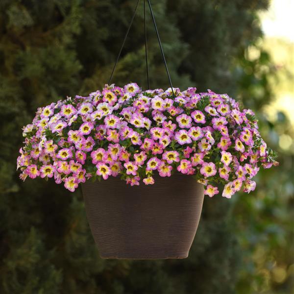 PLANT NAME Basket