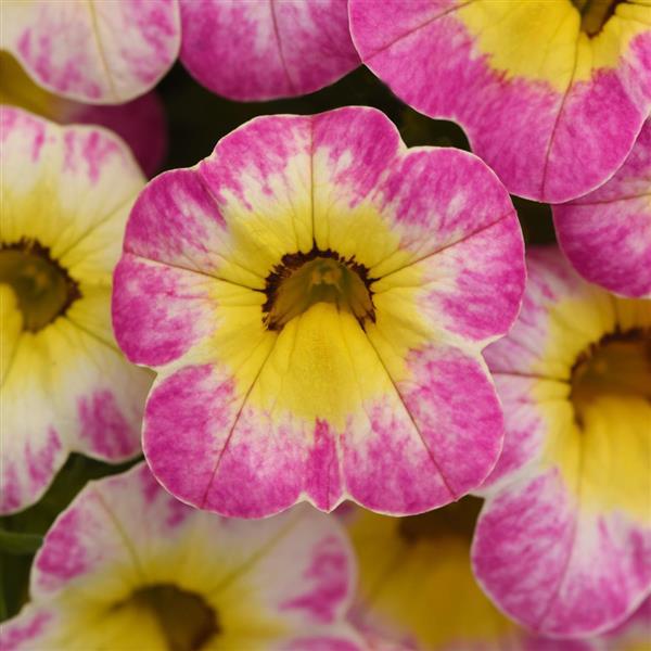 PLANT NAME Bloom