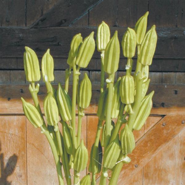 Abelmoschus Cramer's Okrazilla - Bloom