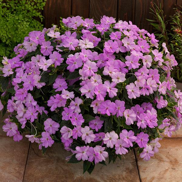 PLANT NAME Container