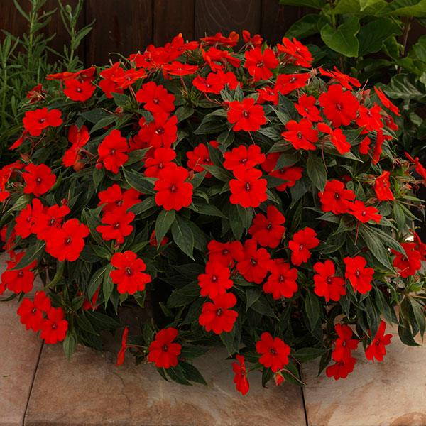 PLANT NAME Container