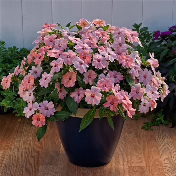 PLANT NAME Container