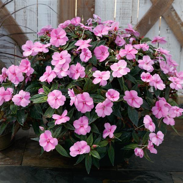 PLANT NAME Container