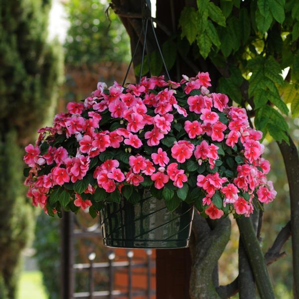 PLANT NAME Basket