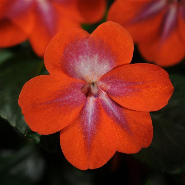 PLANT NAME Bloom