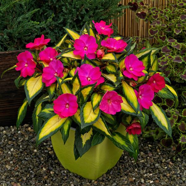 PLANT NAME Container