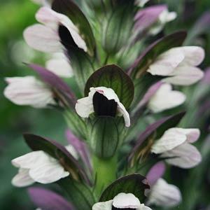 Acanthus Other Morning Candle - Bloom