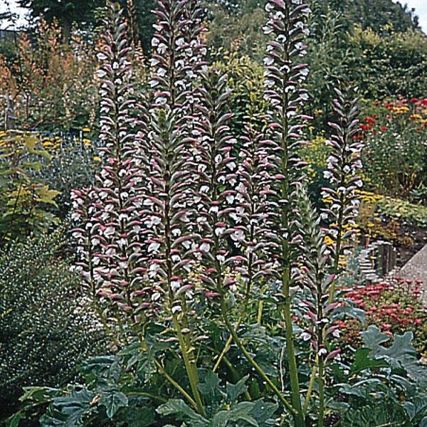 Acanthus mollis Other Other - Bloom