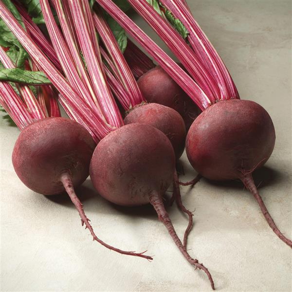 Beet Other Red Ace - Bloom