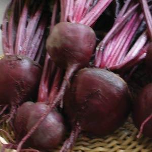 Beet Bull's Blood - Bloom
