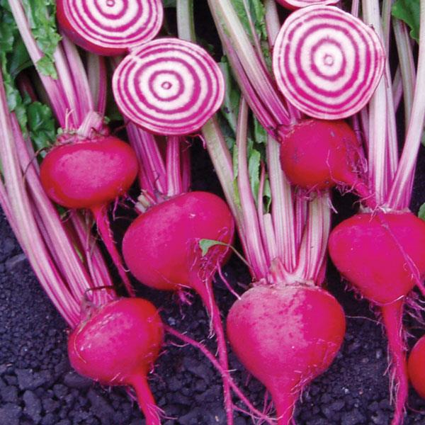 Beet Chioggia Guardsmark - Bloom