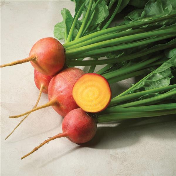 Beet Touchstone Gold - Bloom