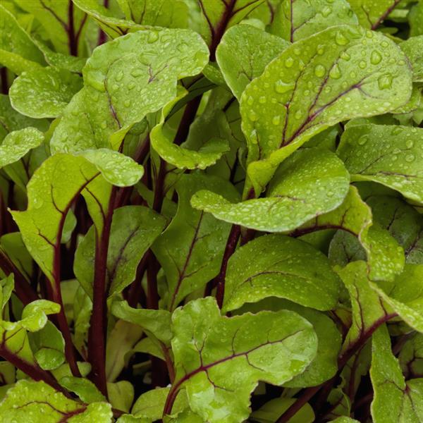 Beet Fresh Start - Bloom