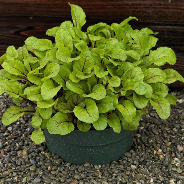 Beet Other Fresh Start - Container