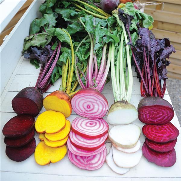 Beet Rainbow Mix II - Bloom