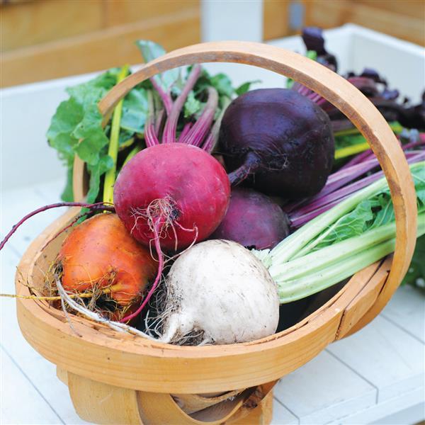 Beet Other Rainbow Mix II - Container