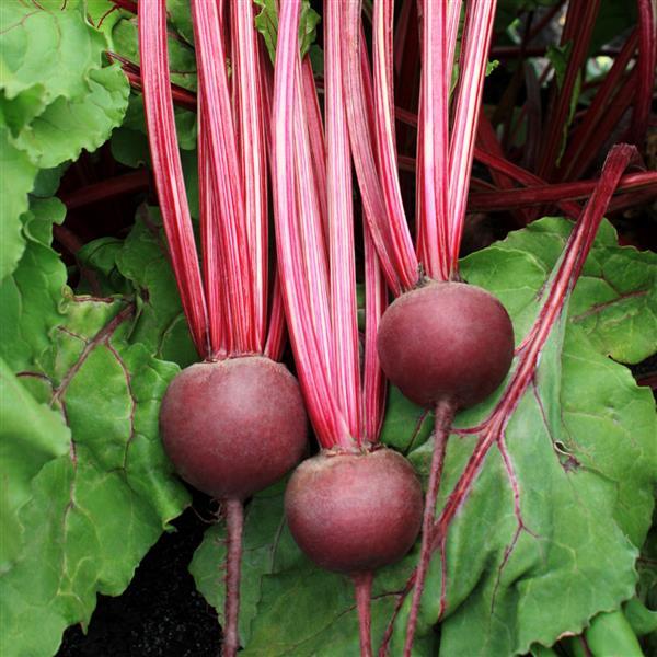 Beet Detroit Supreme - Bloom