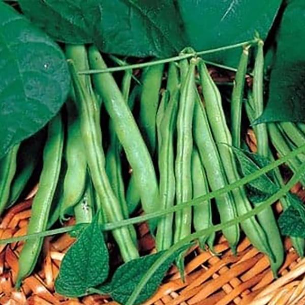 Bean Derby - Bloom