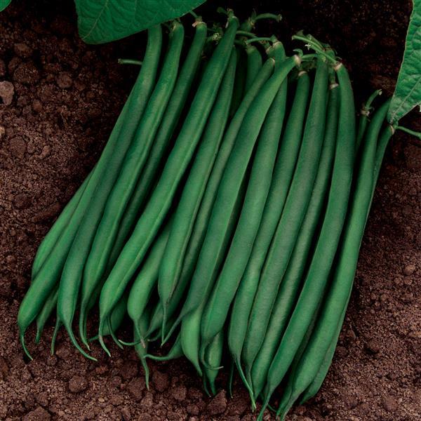 Bean Valentino - Bloom