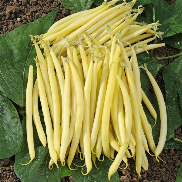 Bean Victor - Bloom