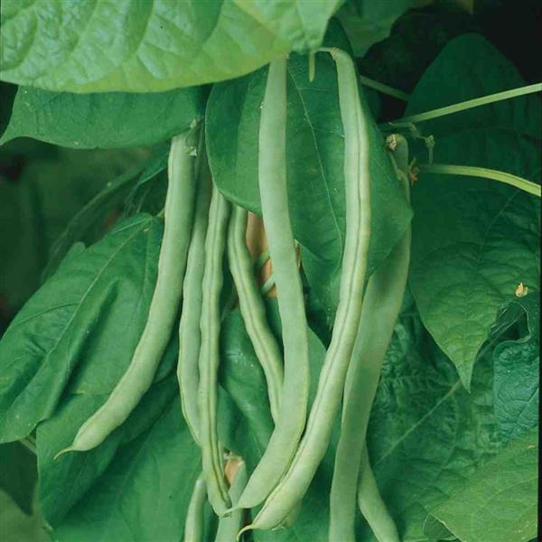 Bean Kentucky Wonder - Bloom