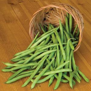 Bean Blue Lake Pole - Bloom