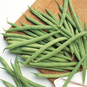 Bean Blue Lake Bush - Bloom