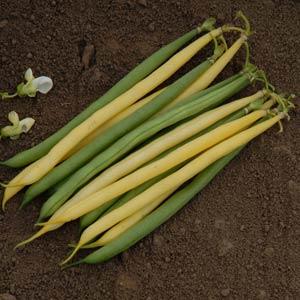 Bean Gold N Green Mix - Bloom