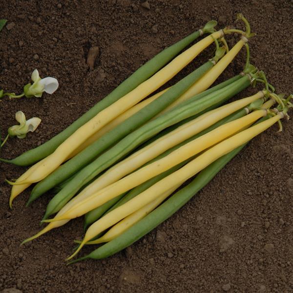 Bean Gold 'N Green Mix II - Bloom