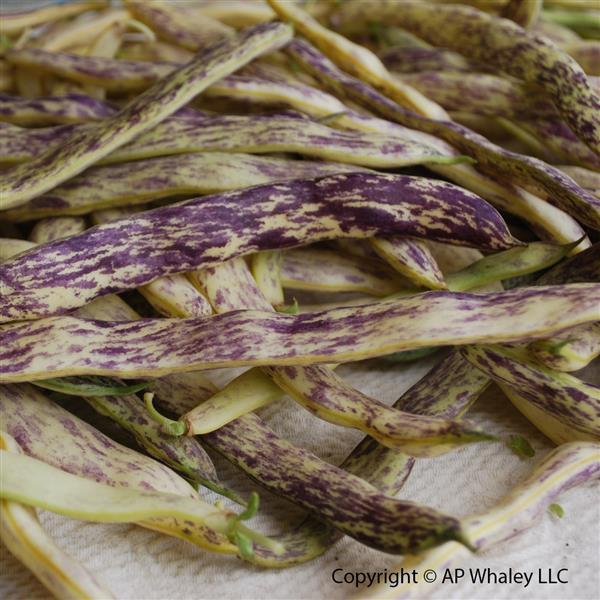 Bean Dragon Tongue - Bloom