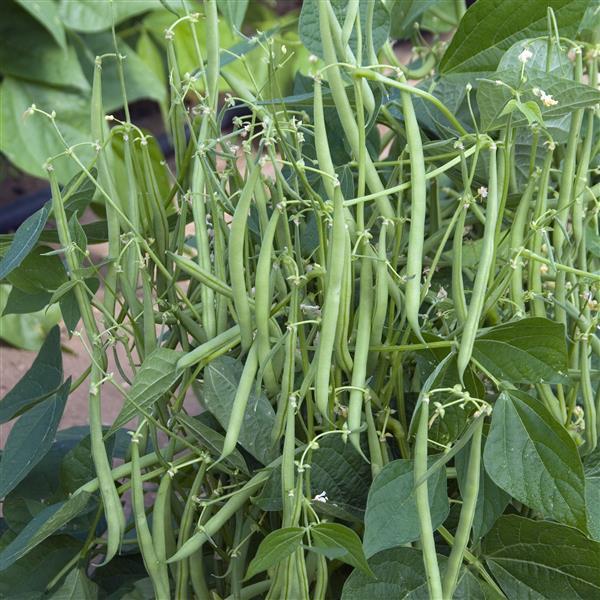 Bean Mascotte - Bloom
