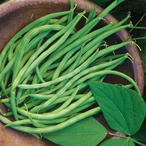 Bean Beananza - Bloom