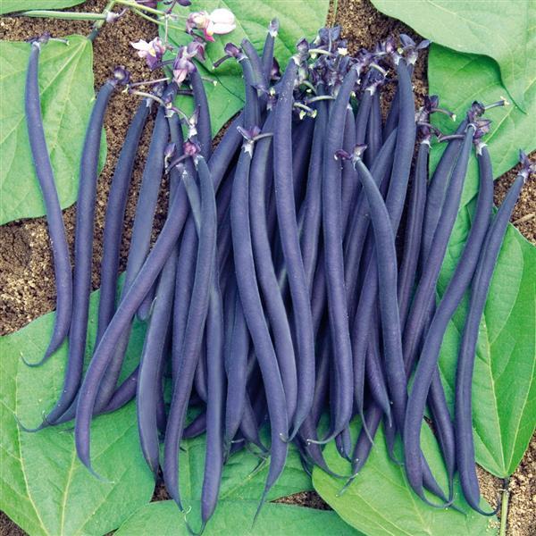 Bean Velour - Bloom